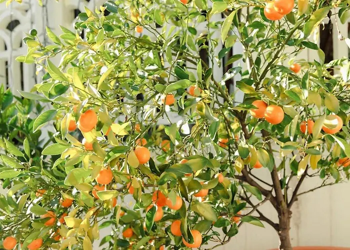 Maison Blanche בית נופש *